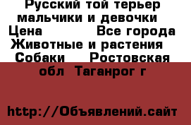 Русский той-терьер мальчики и девочки › Цена ­ 8 000 - Все города Животные и растения » Собаки   . Ростовская обл.,Таганрог г.